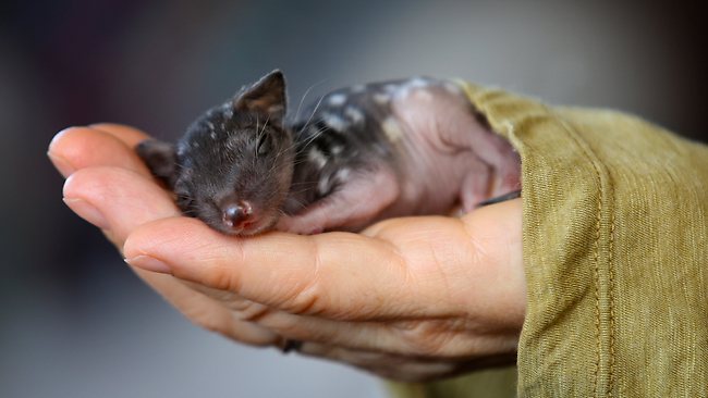 http://ecofriendly-fashion.com/wp-content/uploads/2014/09/167353-quoll-baby.jpg